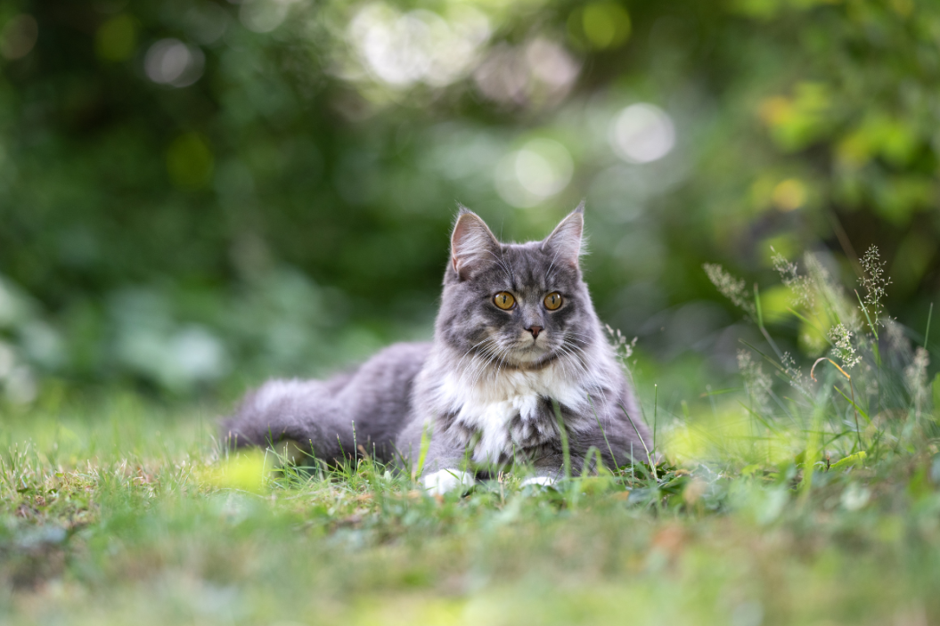 training cats to go outside