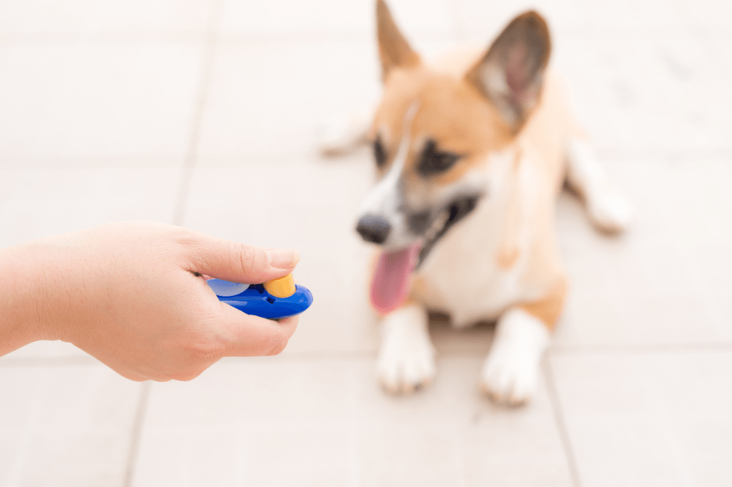 clicker training for dogs