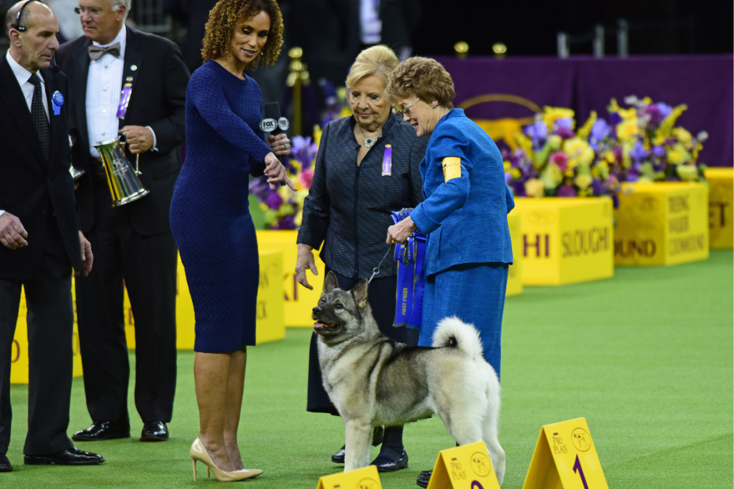 Fox sports reporter stands with Westminster dog show contestant