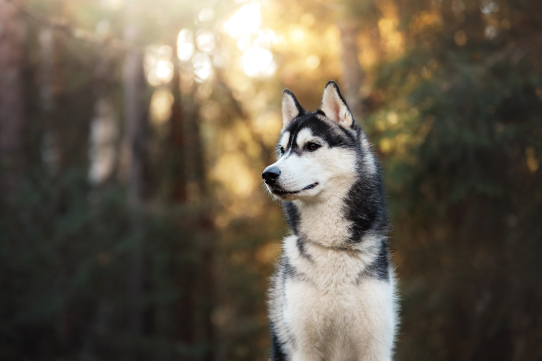 siberian husky in forest siberian husky faq