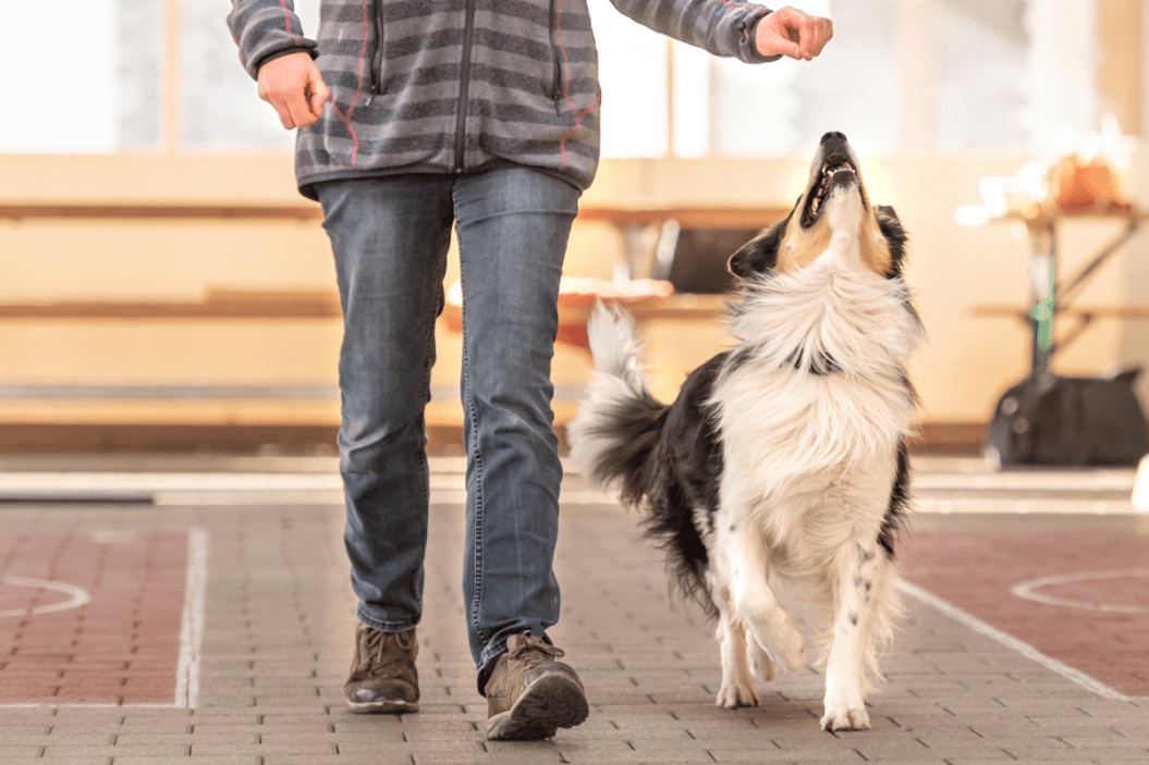 hardest dogs to train