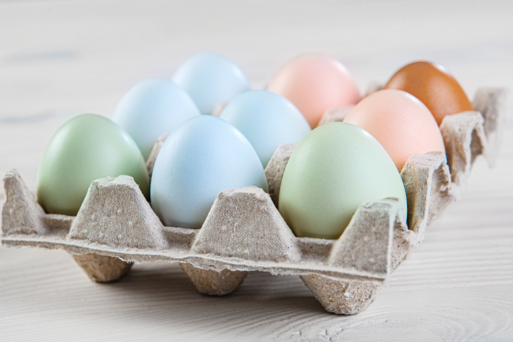 chickens that lay blue eggs