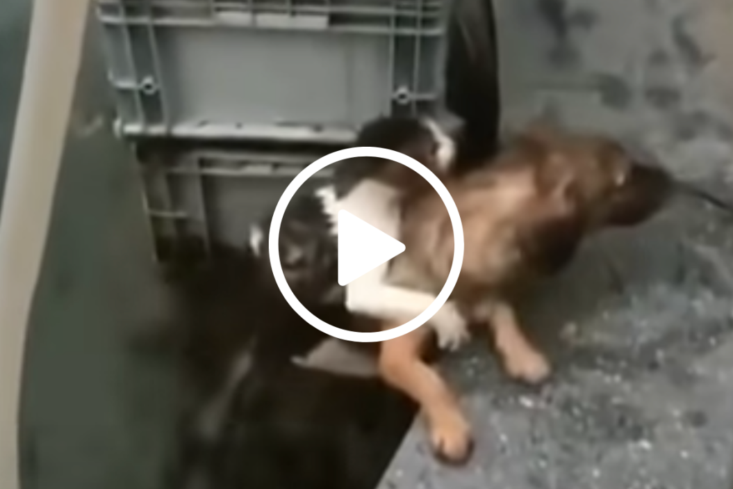 dog saves cat from water