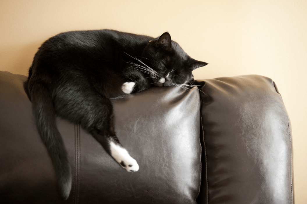 cat sleeping positions