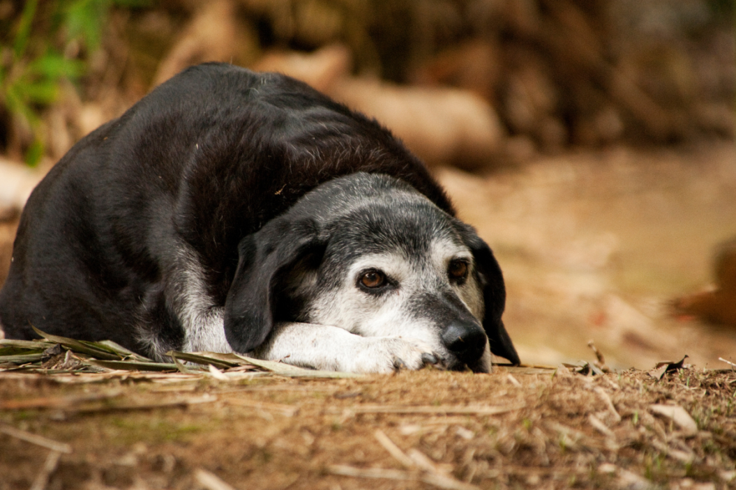 can old dogs learn new tricks