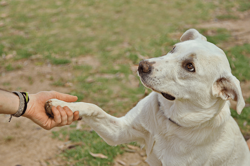 Shy dog gives paw during training.