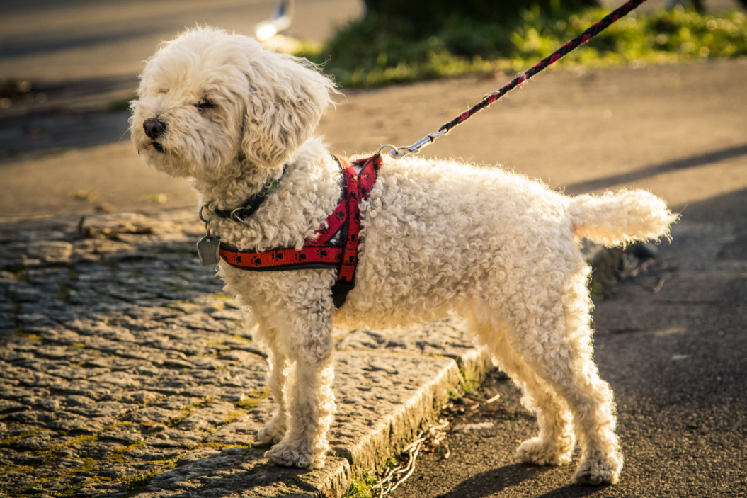 harness vs. collar
