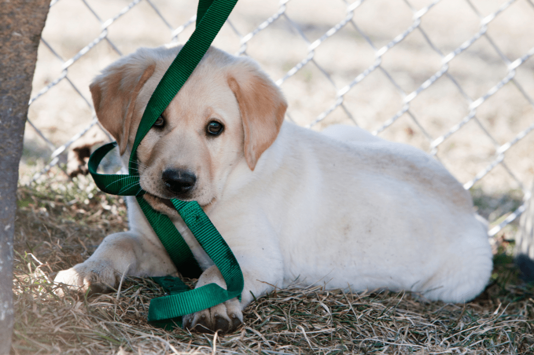 leash training a puppy