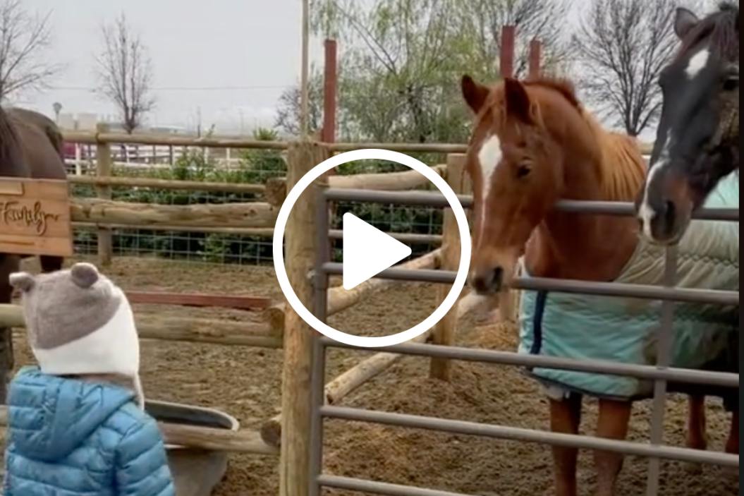 horse dances with kid