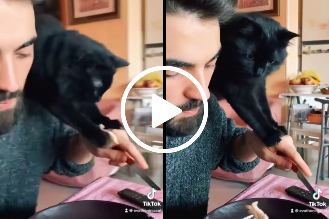 Ninja cat steals chicken off her owner's fork.