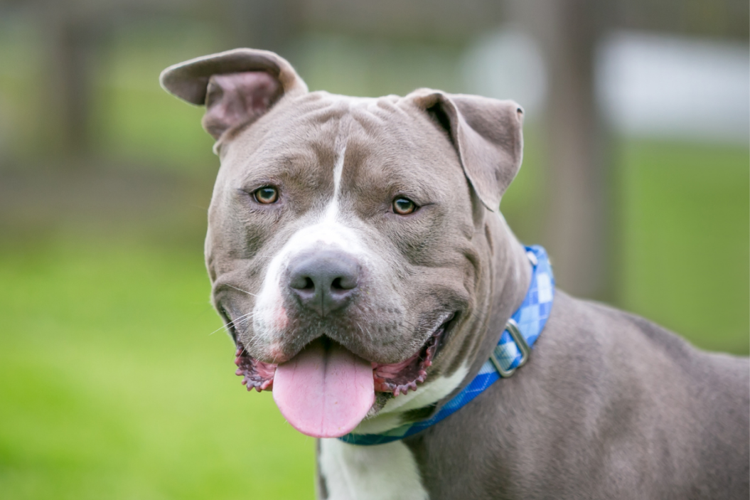 A friendly gray and white Pit Bull Terrier mixed breed dog with floppy ears and a happy expression