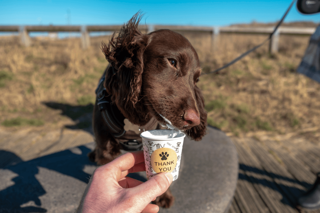 A point of view shot of an unrecognisable person holding a Puppuccino for a Brown Cocker Spaniel puppy while drinks it.