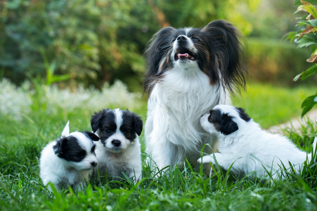 puppies vs adults in grass