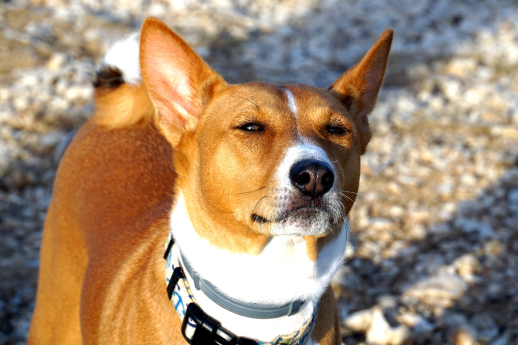 stubborn dog breed looks at owner