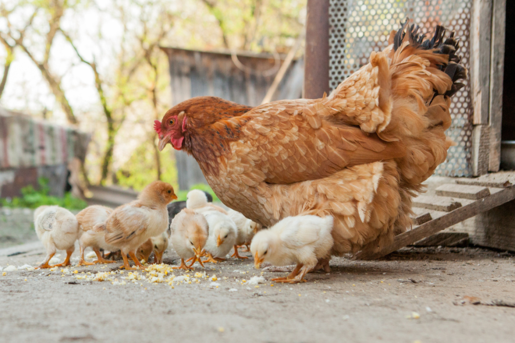 chicken jokes