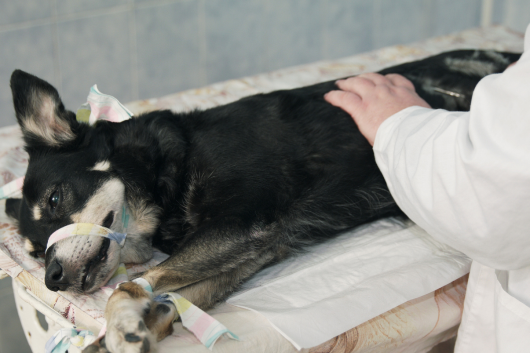 dog laying on surgery table