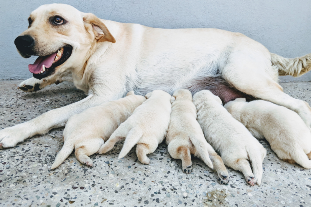 dog nursing puppies