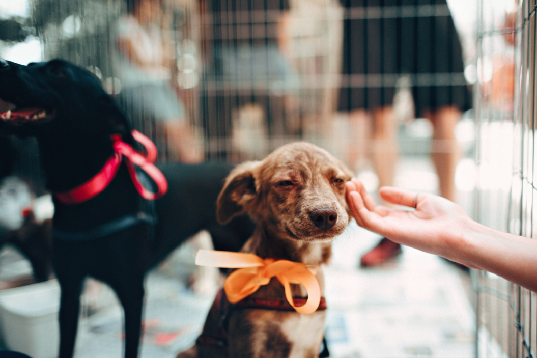two dogs sit in a shelter