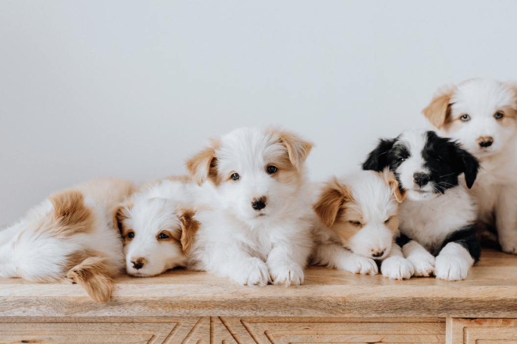 puppies sitting together