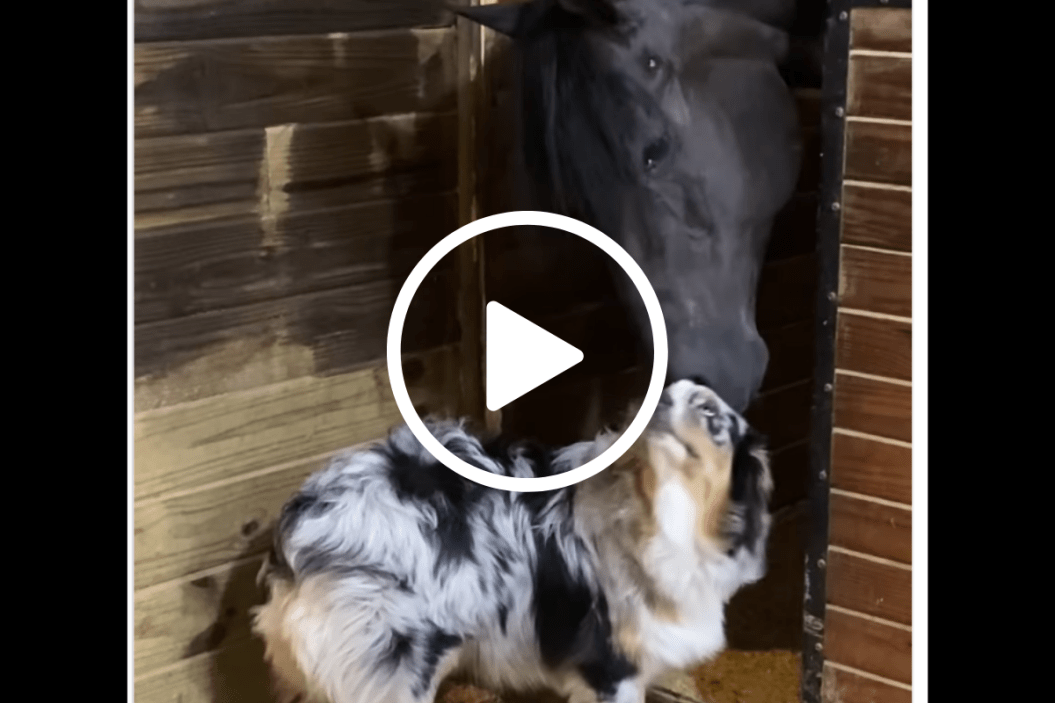 horse gives dog a massage