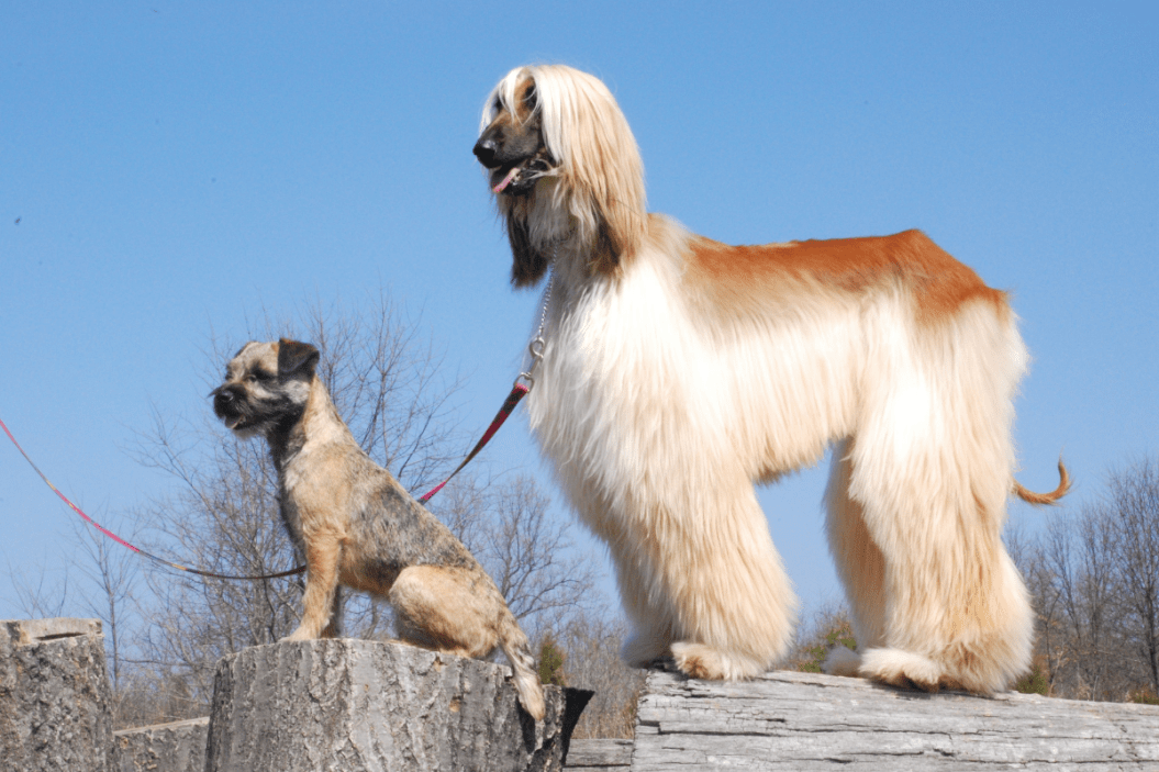 two dogs stand on logs with leashes on