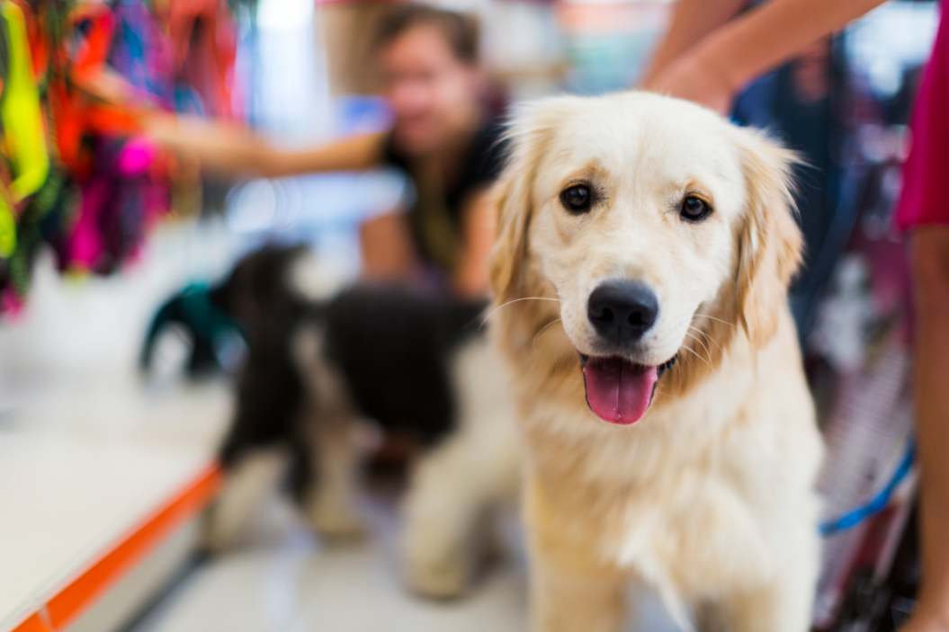 dog standing in a pet store