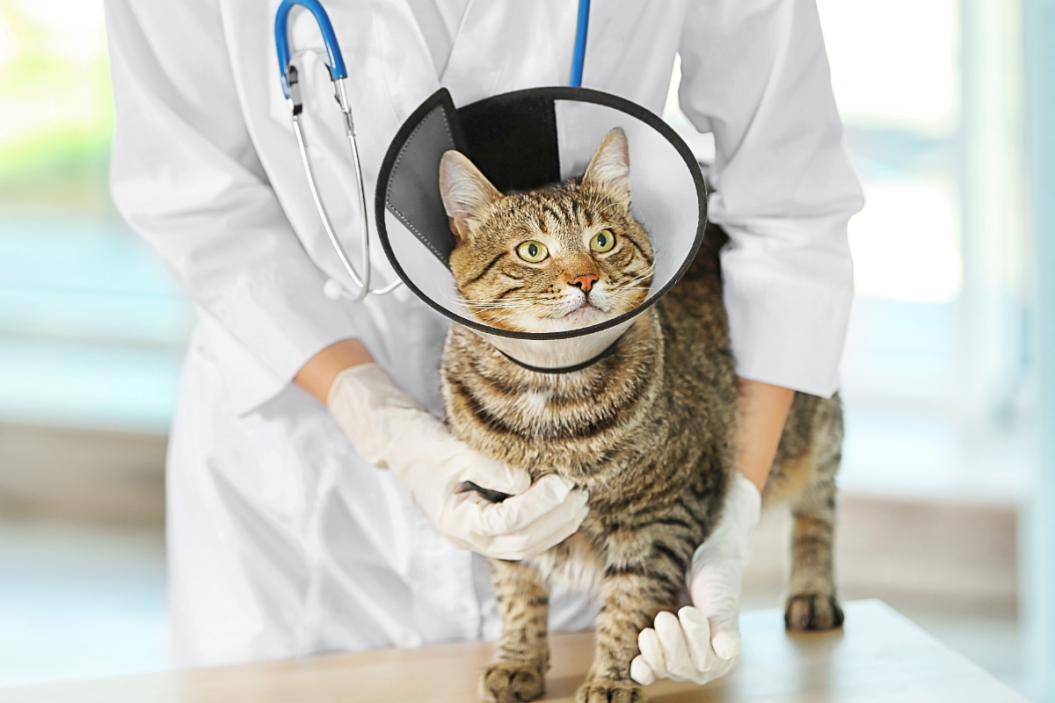 cat stands on table with cone around its neck with a vet