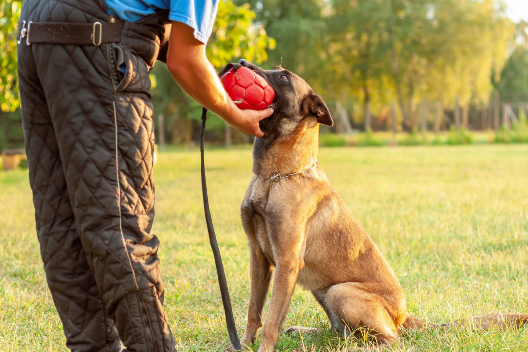 A beautiful Malinois Belgian Shepherd dog and his trainer training with a ball on the grass field