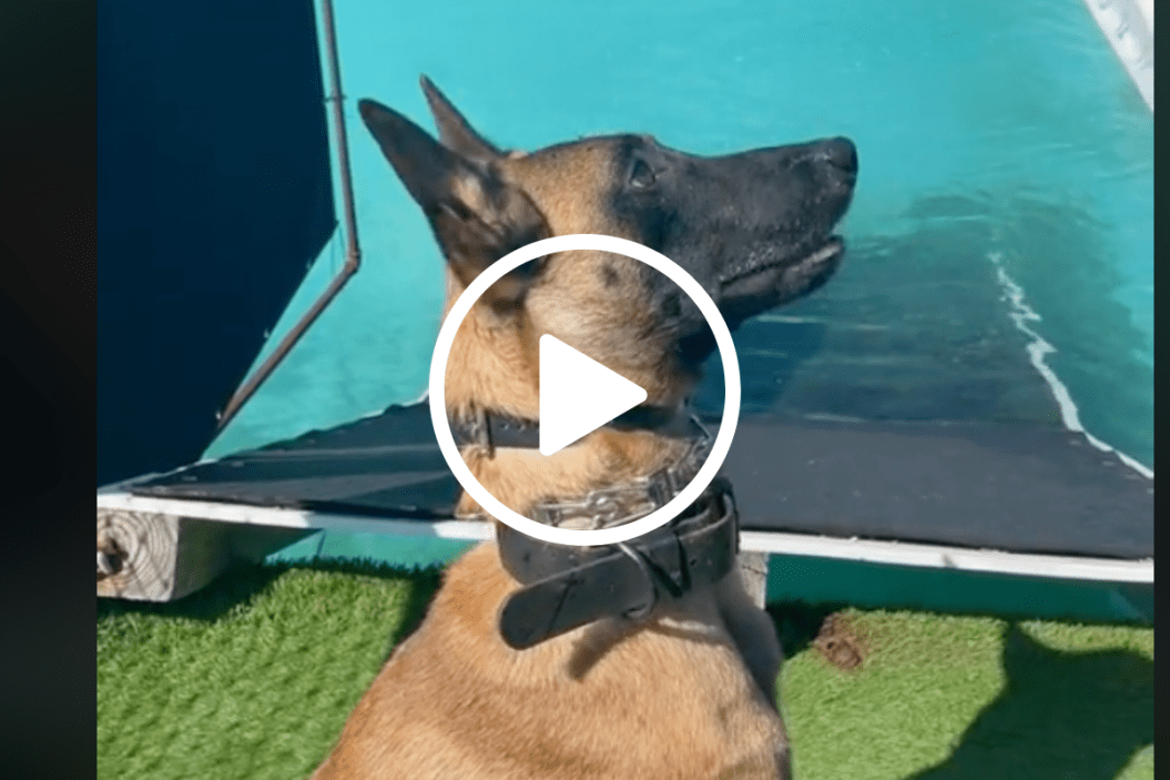 malinois raps
