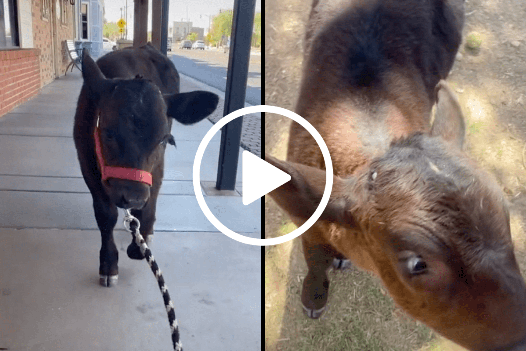 TikTok star Tim The Tiny Cow walks with his dog friends.