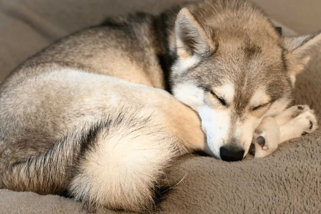 most affectionate dog breeds