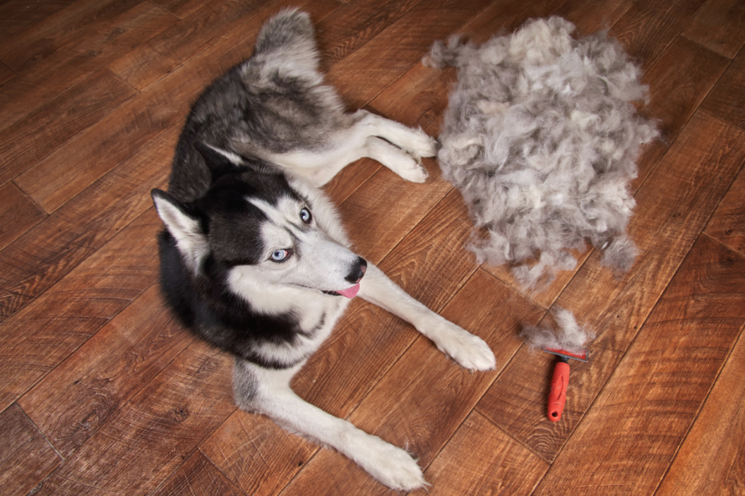 husky blowing coat