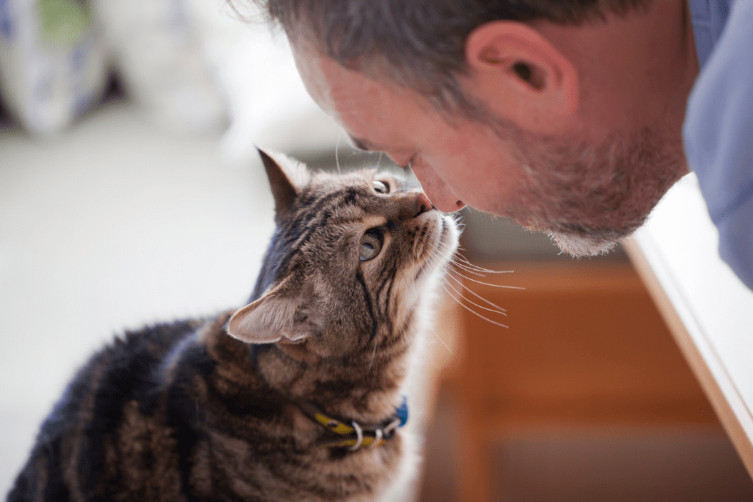 affectionate cat breeds