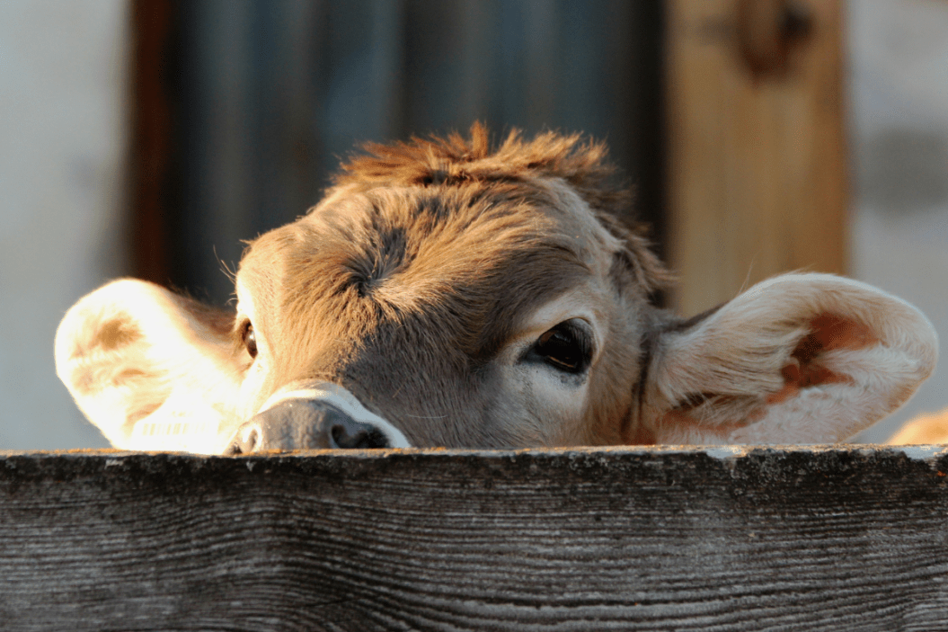miniature cows