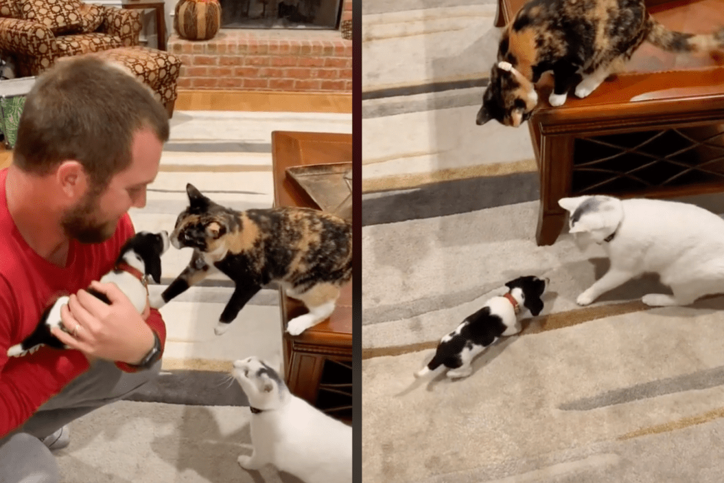 two cats meet puppy