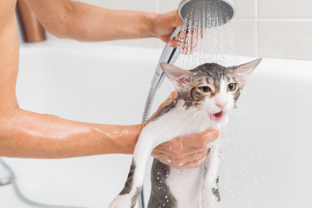 cat getting a bath