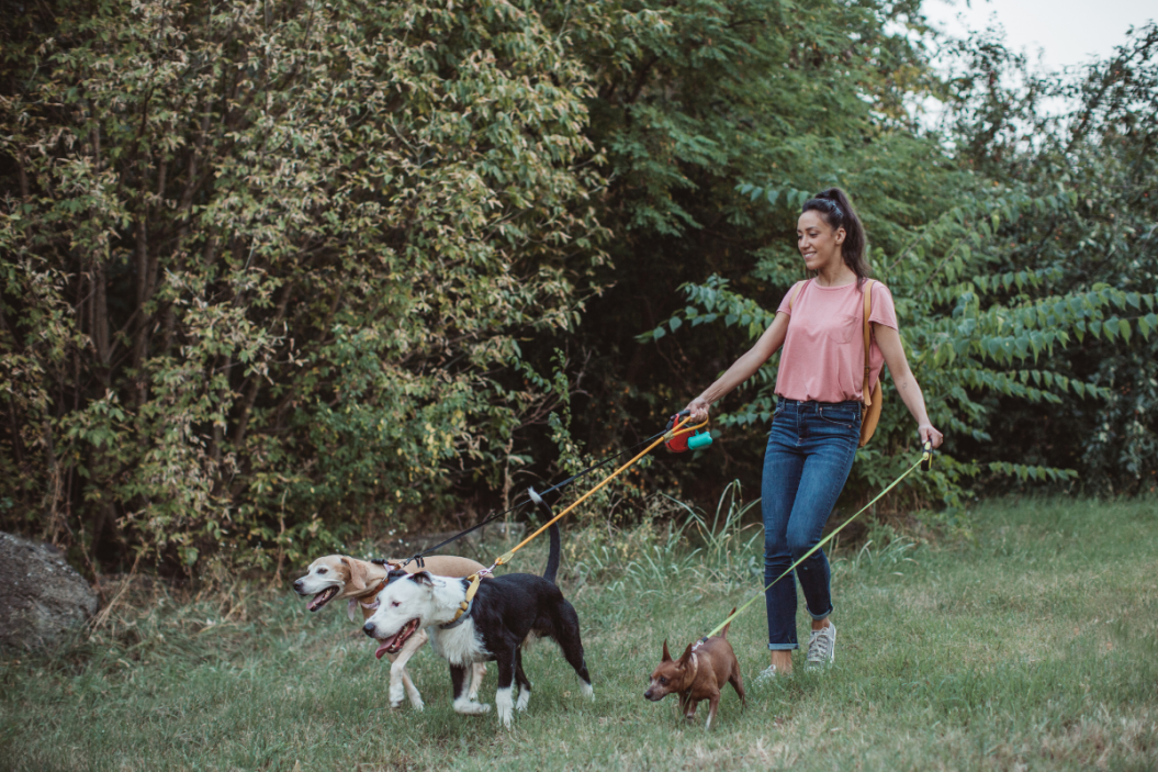 woman walking three dogs on leashes