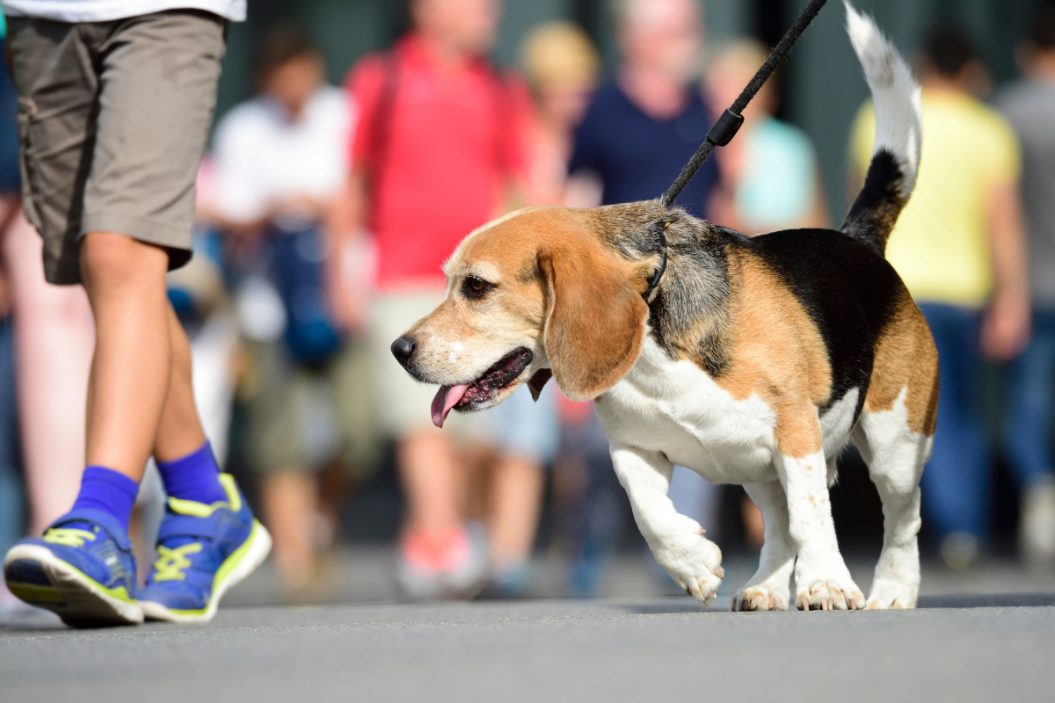 dog walks on city street