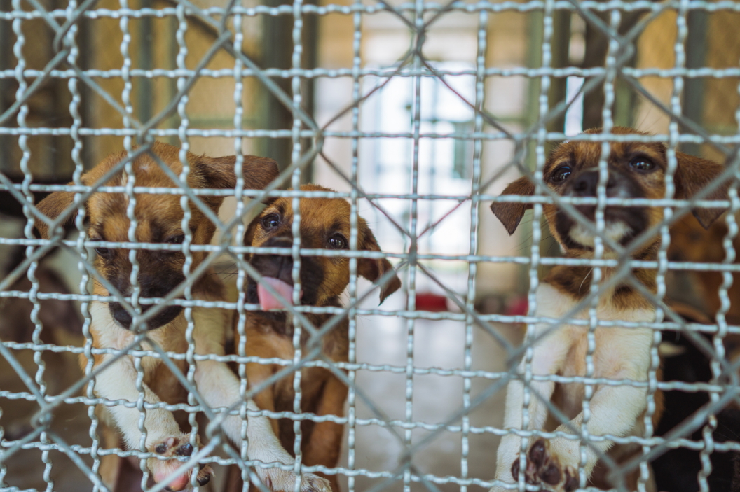 puppies behind a wire cage