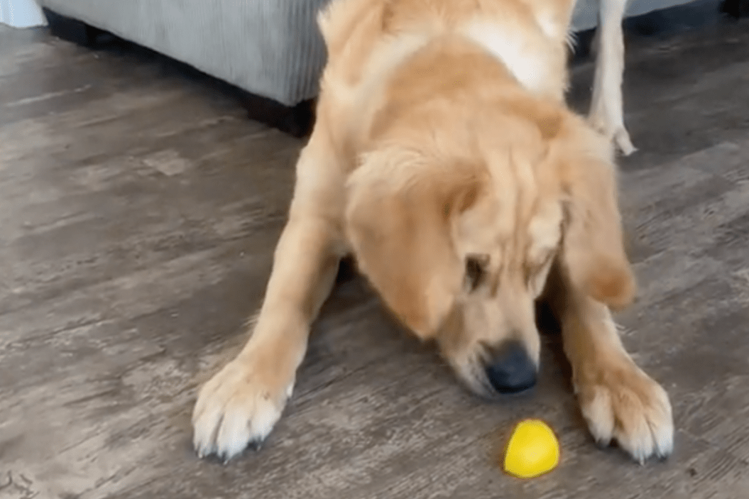 retriever eyes suspicious fruit