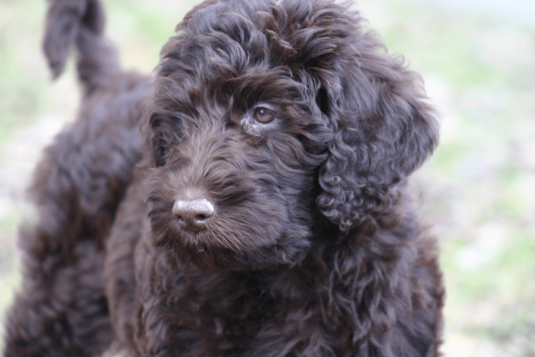 black labradoodle