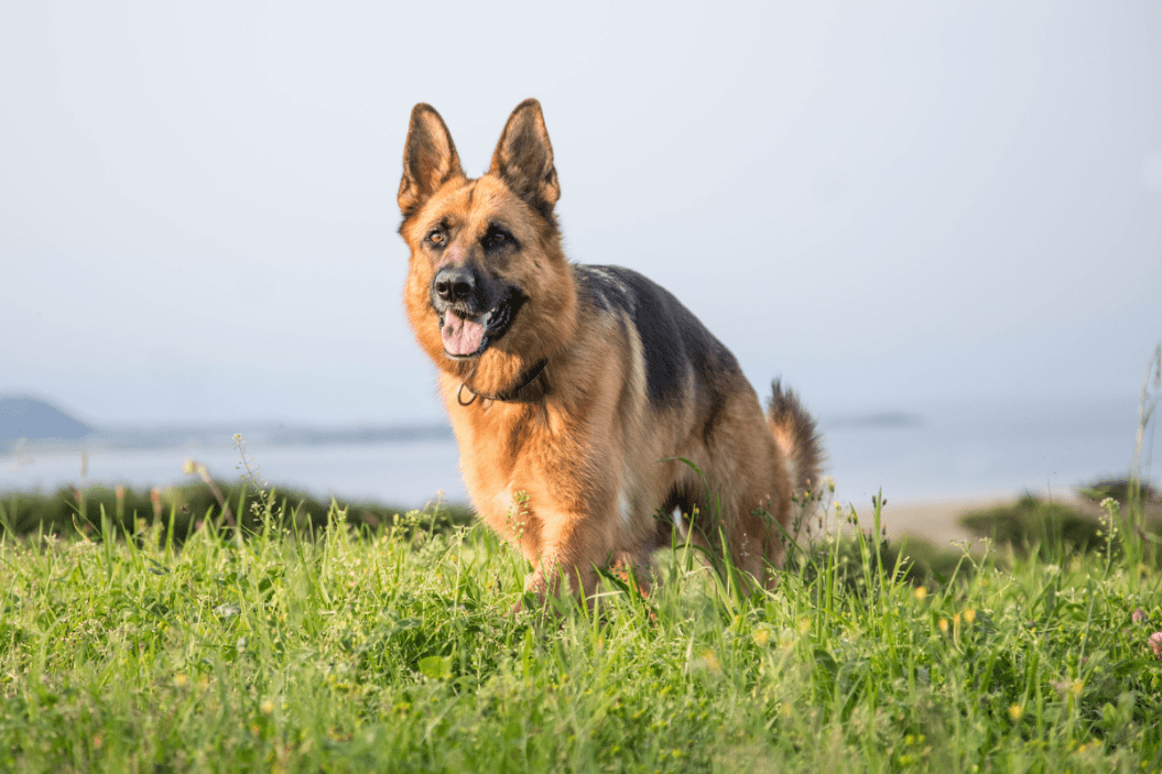 German shepherd facts
