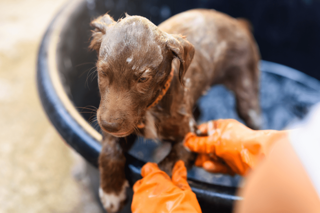 puppy sits in a bath tub