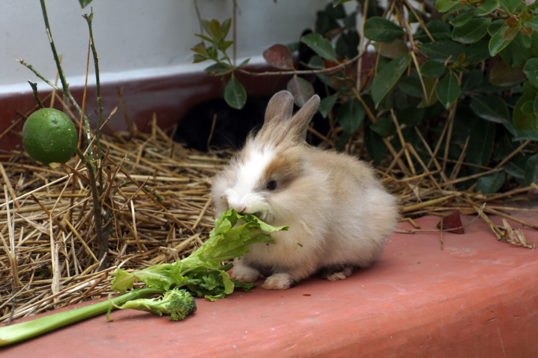 can rabbits eat celery