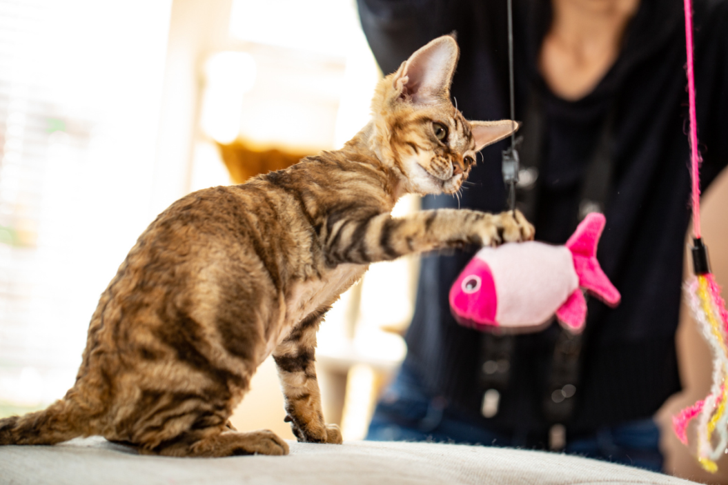rare cat breeds