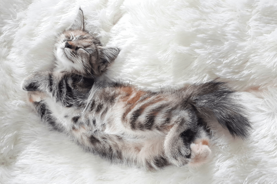 fluffy cat breeds