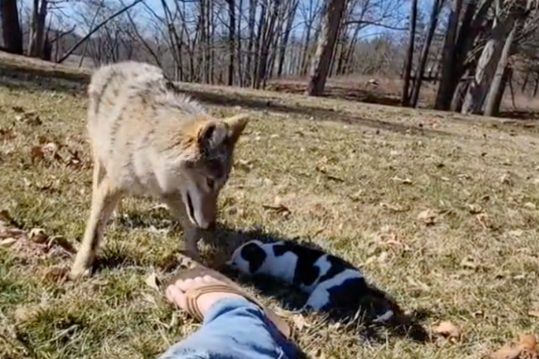 coyote and puppy play in a yard while supervised