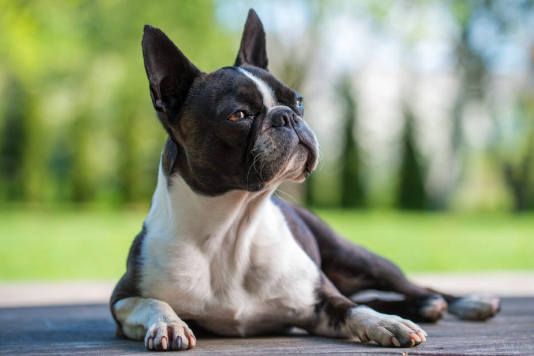 Boston terrier dog on brown terrace - shallow depth of field
