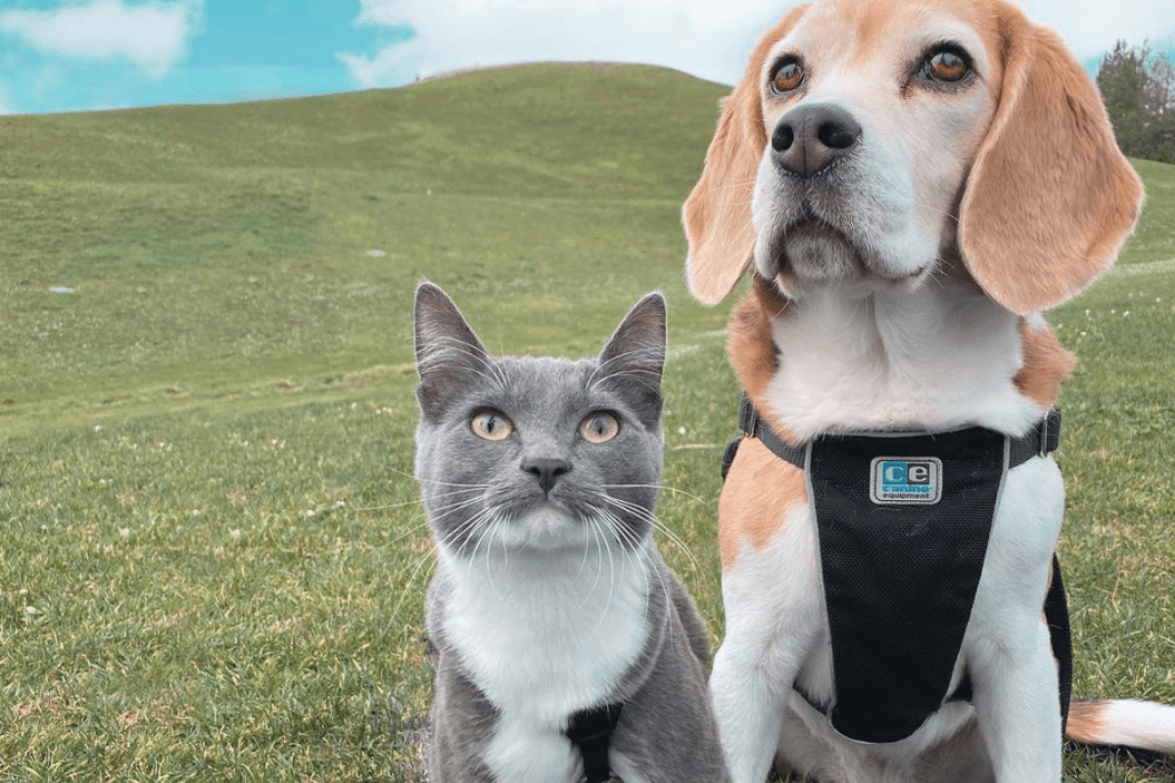 cat poses in a harness with dog friend