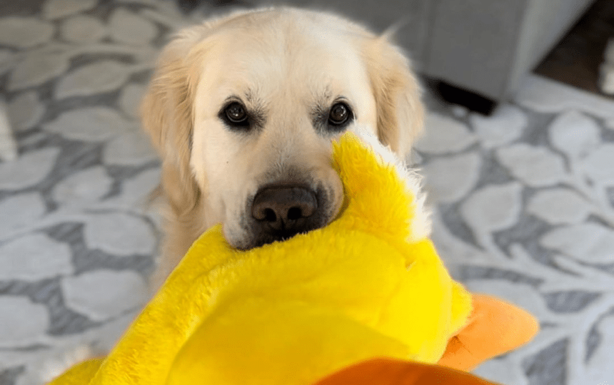dog holding stuffed toy duck